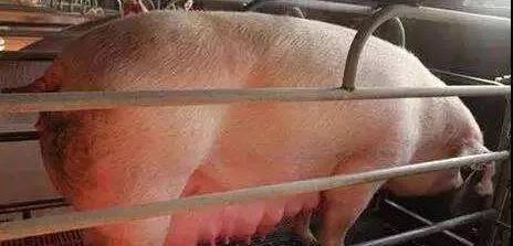 縮宮素過度使用危害多！掌握以下三點正確使用縮宮素|晨源生物