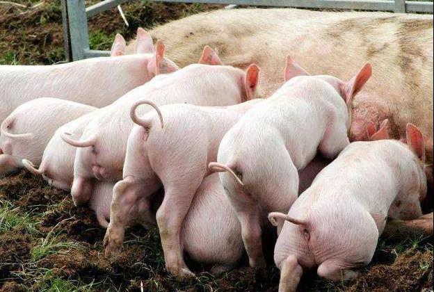 縮宮素過度使用危害多！掌握以下三點正確使用縮宮素|晨源生物