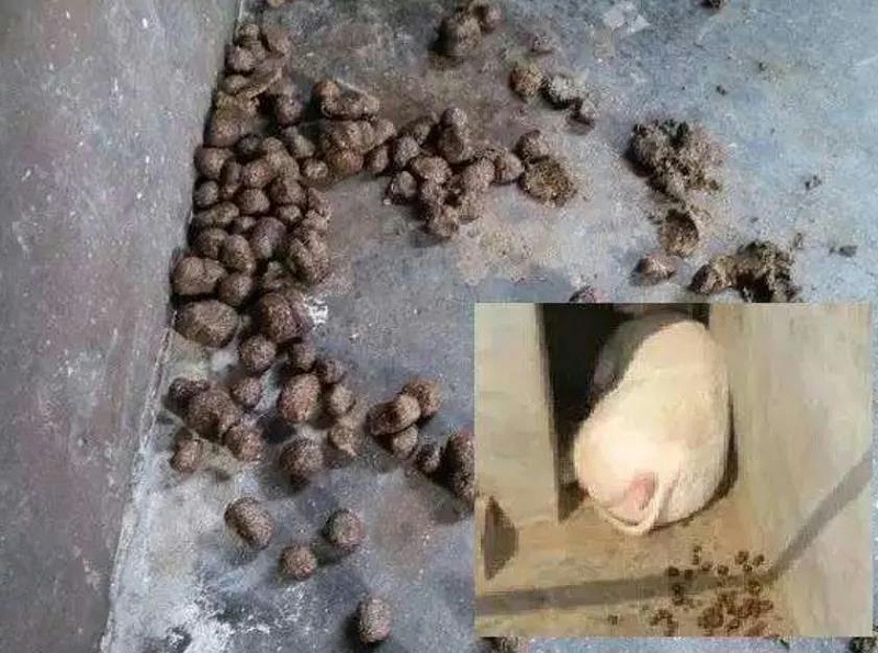 母豬便秘怎么辦