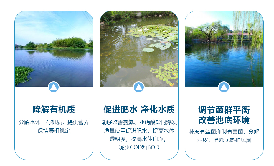 水產(chǎn)飼料添加劑復(fù)合菌產(chǎn)品功效