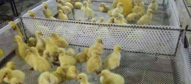 大養殖廠如何飼養1-3天小雛鵝