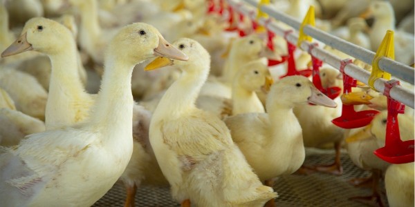 肉鴨中期的養(yǎng)殖方法和技術(shù)