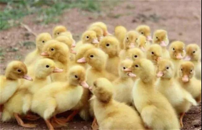 如何提高雛鴨成活率