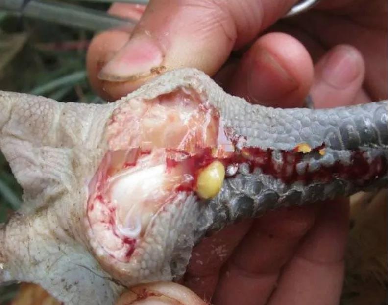 蛋雞養殖滑液囊支原體