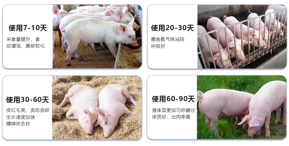 每天投喂一點點 膘肥體壯身體棒