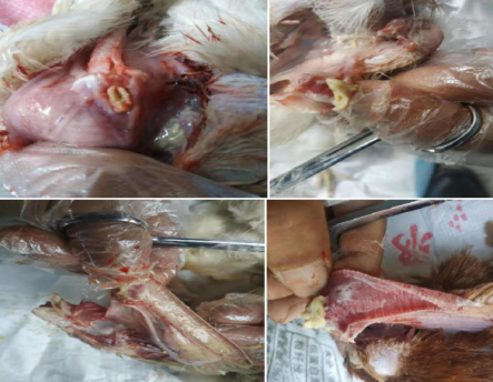 雞傳染性喉氣管炎