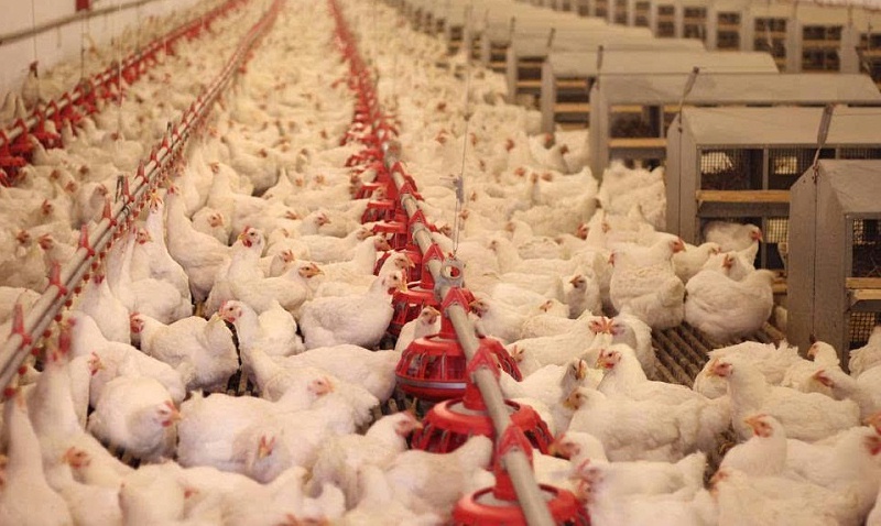 肉雞呼吸道疾病原因分析及治療