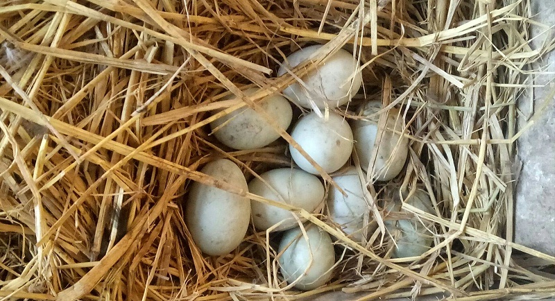 如何提高種鴨產蛋率