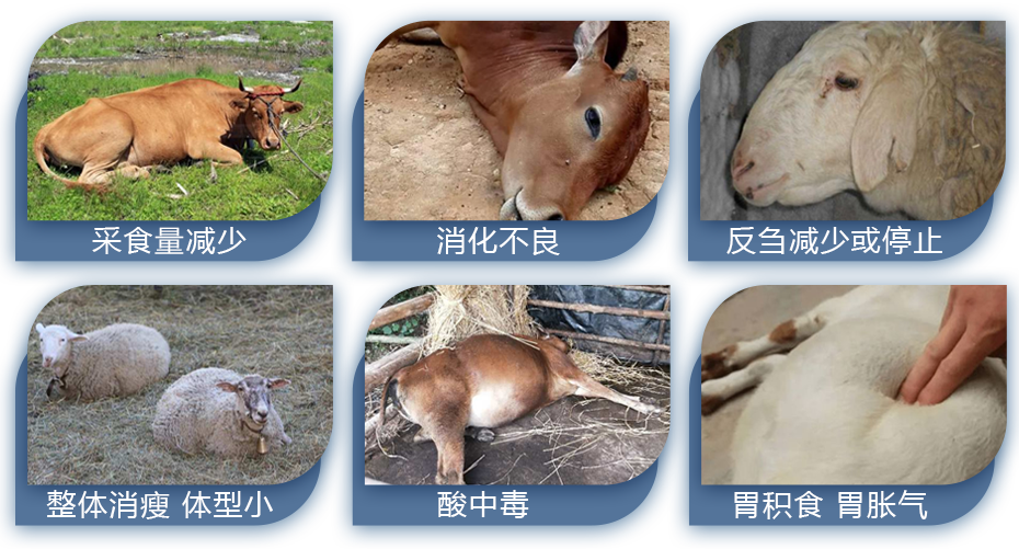 牛羊養殖中的常見問題