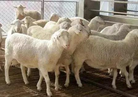 羊驅(qū)蟲的正確方法