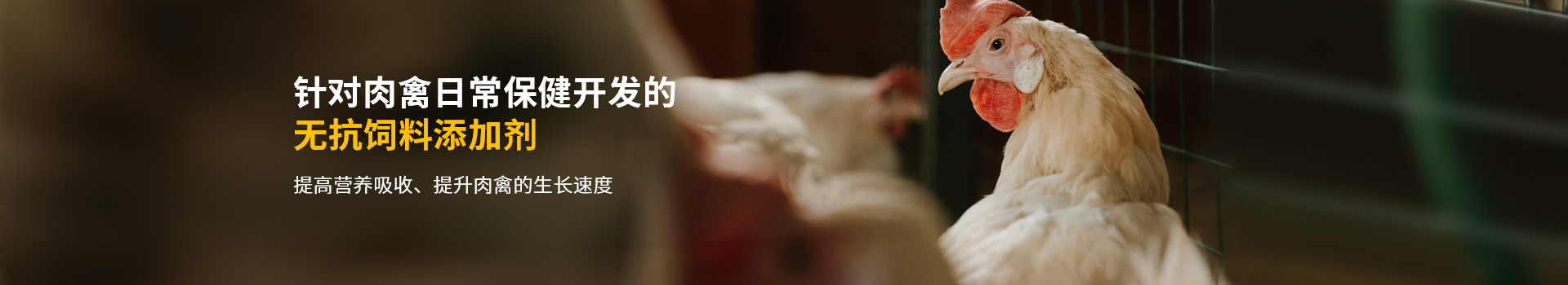 針對肉禽日常保健開發(fā)的無抗飼料添加劑