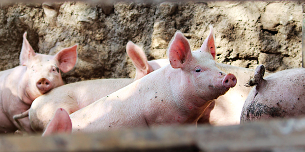 豬消瘦的原因有哪些？晨源生物告訴您