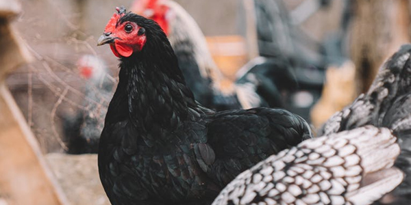 雞球蟲用什么藥效果好