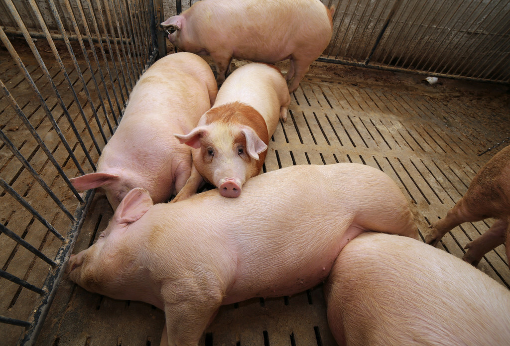 正確認(rèn)識(shí)非洲豬瘟，不要被輿論嚇到