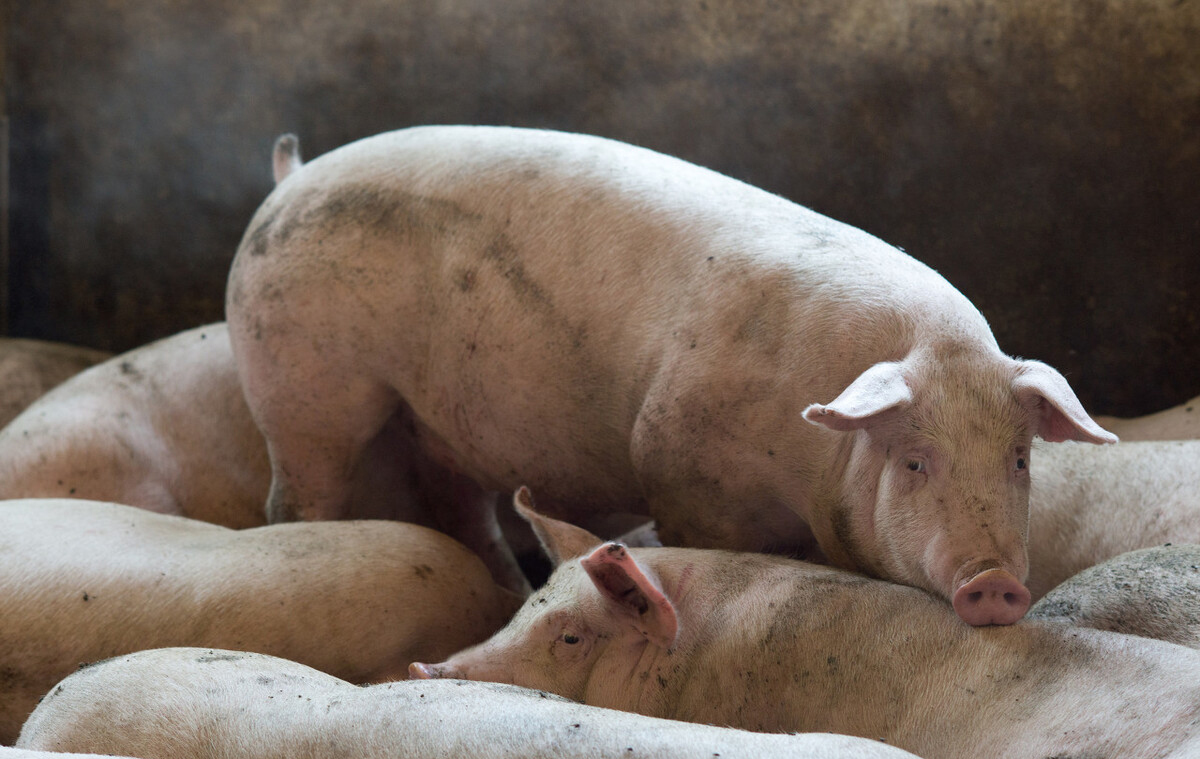 正確認(rèn)識(shí)非洲豬瘟，不要被輿論嚇到