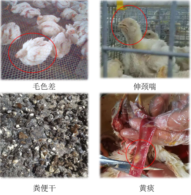 雞呼吸道具體表現癥狀