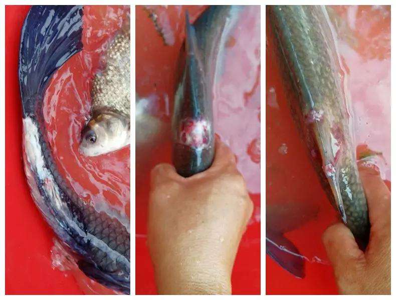魚(yú)爛身怎么辦？