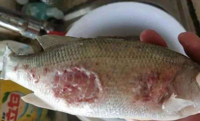 魚(yú)爛身怎么辦