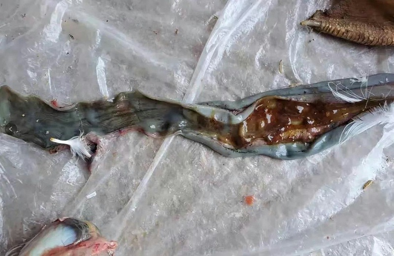 種鴨霉菌性肝炎