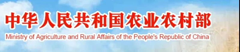 農業農村部：春節生豬上市將增加！