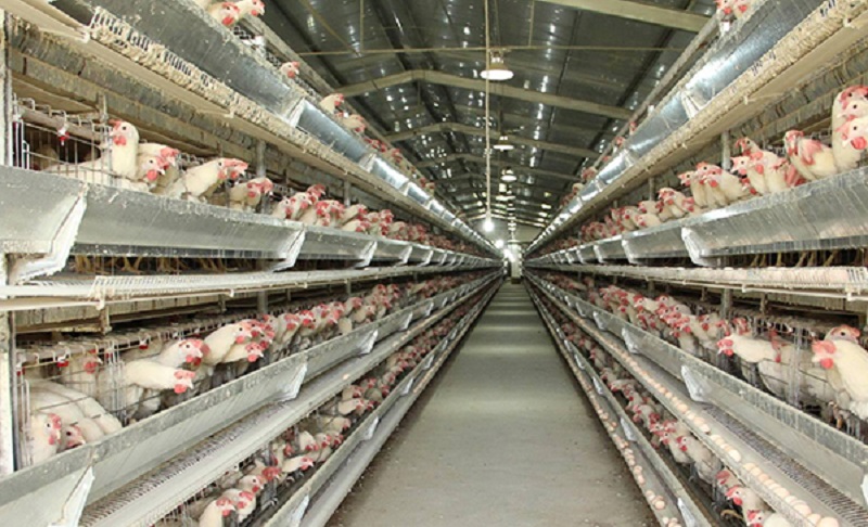 天氣降溫，養殖場如何預防雞群的應激反應？