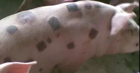 豬丹毒感染怎么預(yù)防