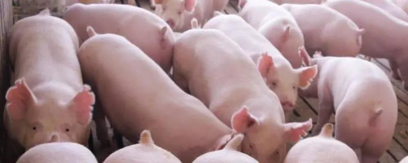 防止豬咬尾的方法