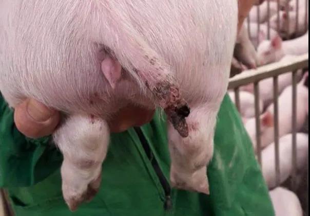 豬咬尾什么原因